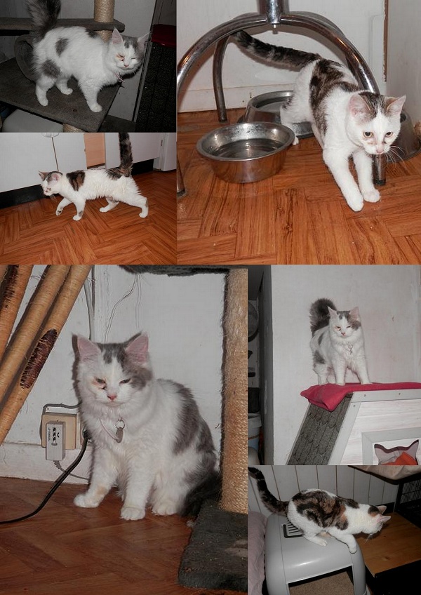 Tya et Doly jolies chatonnes ayant échappé à la mort (69)HANDI'CATS  Tya_et11