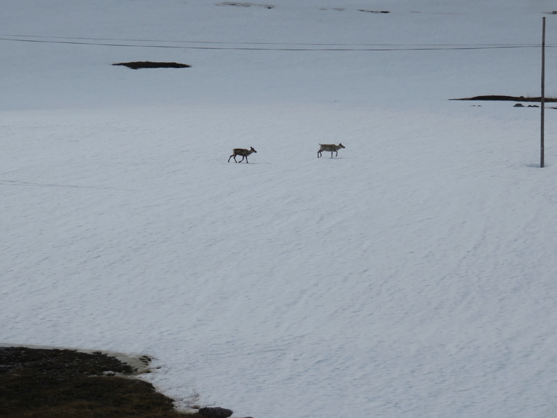 Notre Cap Nord Img_4610