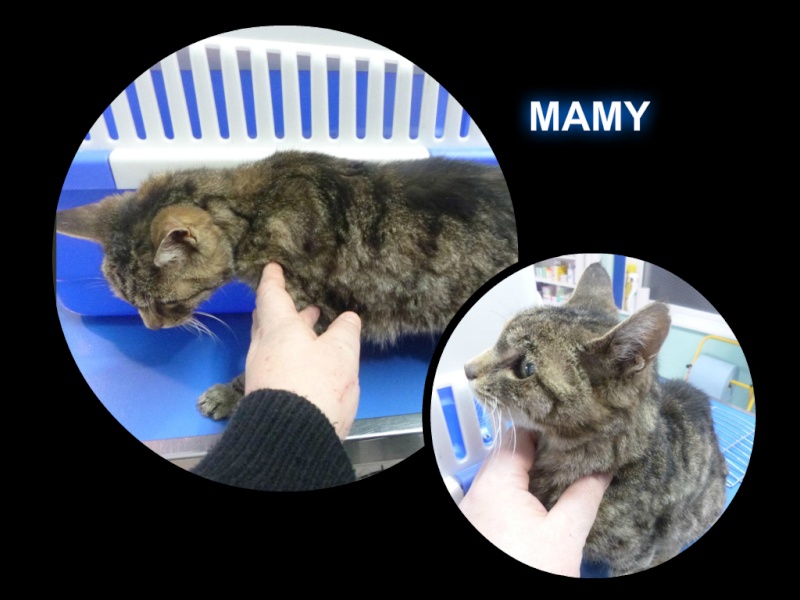 COvoit pour mamie chat en URGENCE !! A381mo10