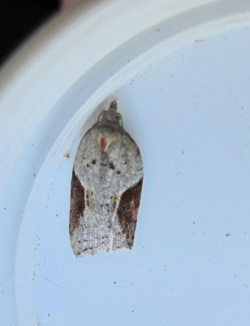 soirée du 14 août en baie d'Audierne [Cryphia algae, Simyra albovenosa, Acleris lorquiniana, Hyles livornica, Nascia cilialis] Acleri11