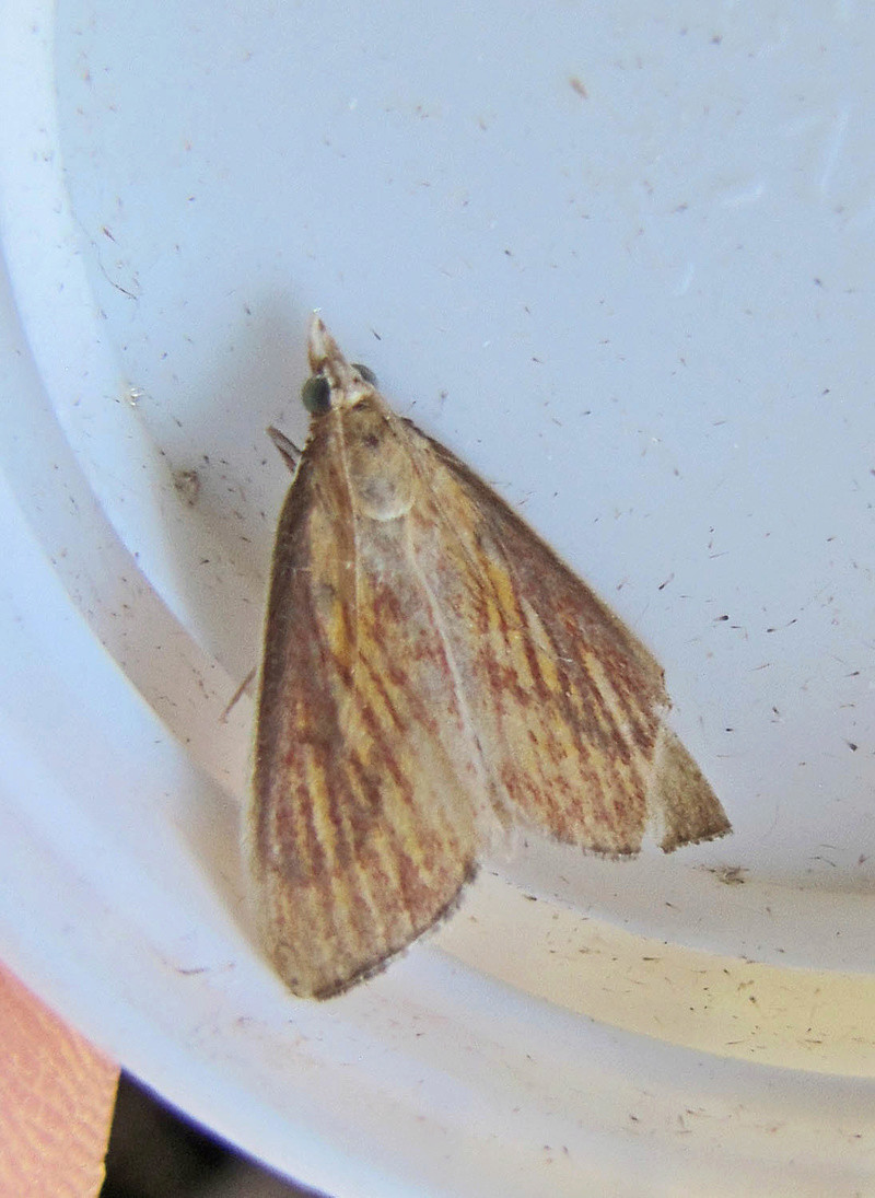 soirée du 14 août en baie d'Audierne [Cryphia algae, Simyra albovenosa, Acleris lorquiniana, Hyles livornica, Nascia cilialis] Nascia10