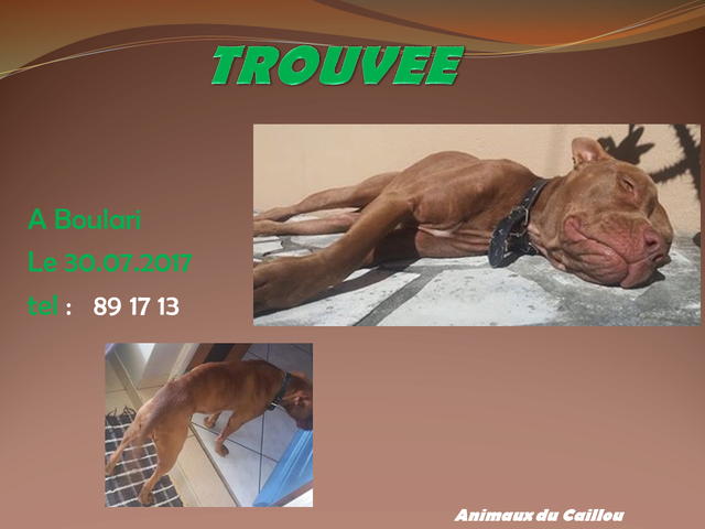 TROUVEE PITBULL FEMELLE CHOCOLAT A BOULARI LE 30.07.2017 Boular10