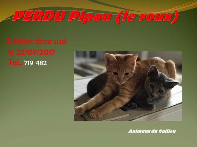 ROUX - PERDU Pipou chat  roux tatoué le 22.07.2017 à Mont dore sud Pipou10