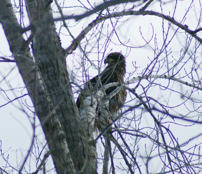 Aigle royal immature ou... Parc_n27