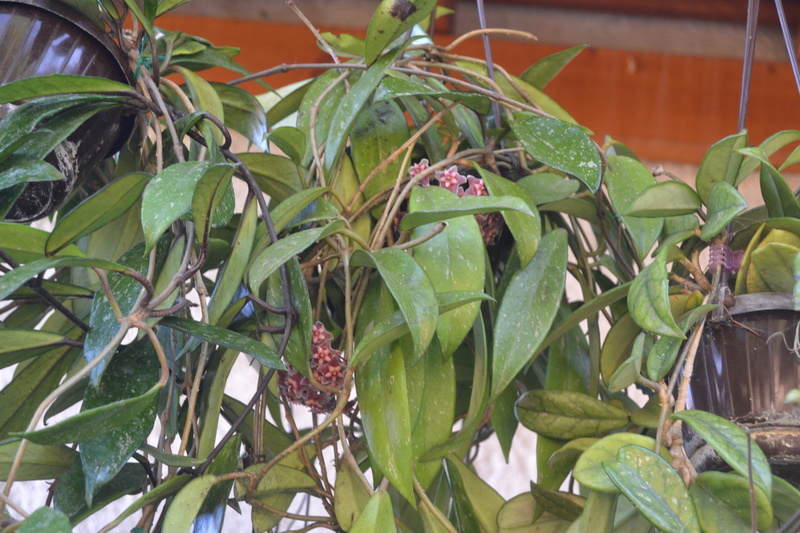  Hoya pubicalyx 'Pink Silver'  Hoya_p14