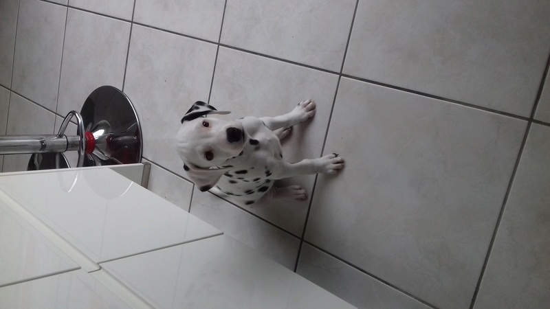 Dobby, petite dalmatienne 20170912