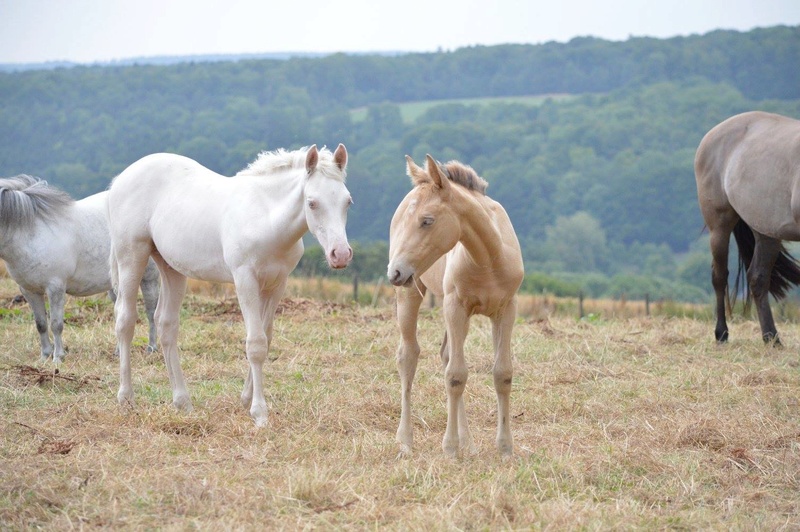 Les chevaux Dorélia  - Page 32 20229410