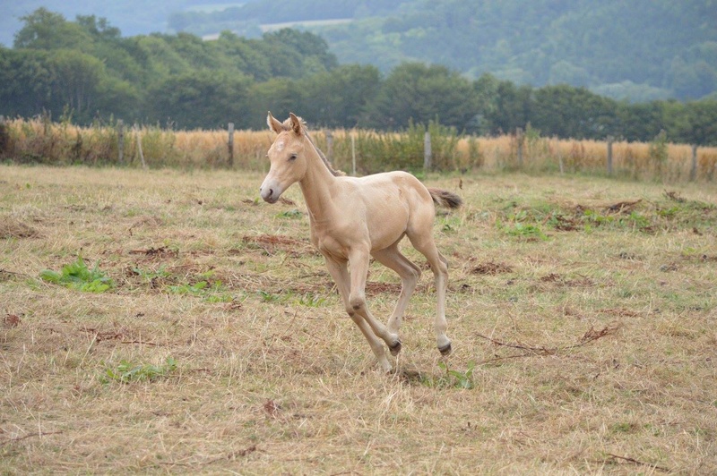 Les chevaux Dorélia  - Page 32 20232210