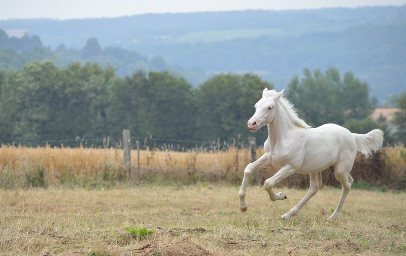 Les chevaux Dorélia  - Page 32 20232310