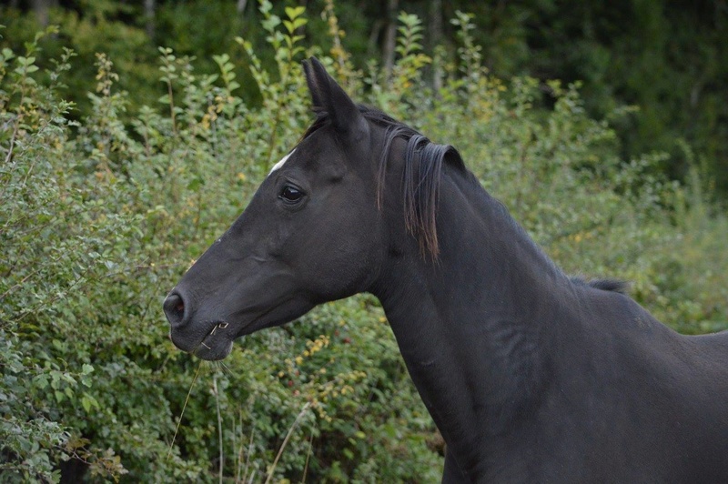 Les chevaux Dorélia  - Page 32 21752510