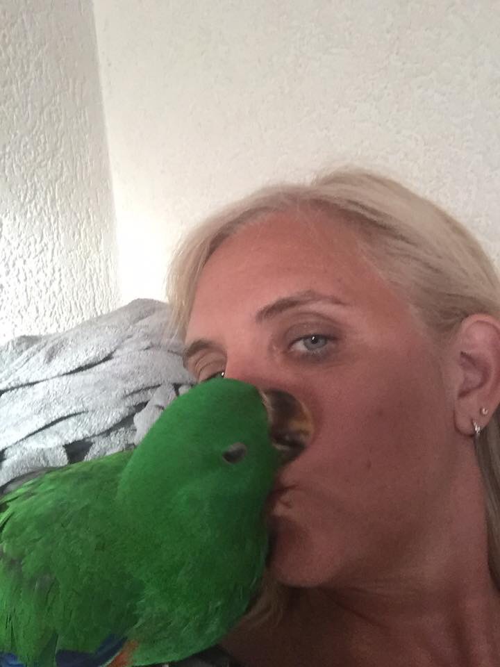 Mon Kiwy-chéri et Ma Belle Dyva, Eclectus  Image44