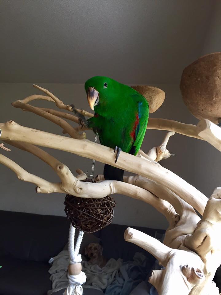 Mon Kiwy-chéri et Ma Belle Dyva, Eclectus  Image53