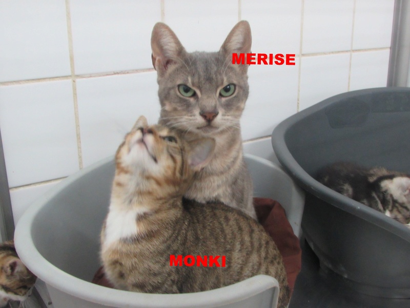 MERISE 01121