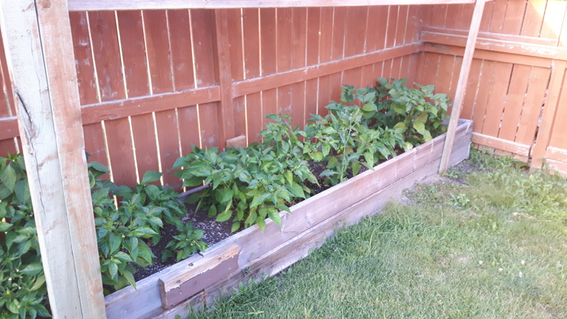 How does your Garden Grow Pepper12