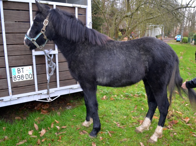 (Dept 15) Lucky (ex Beny), SF x Apaloosa et Camille (Oléron) (Déc 2011) - Page 24 Dsc_0111