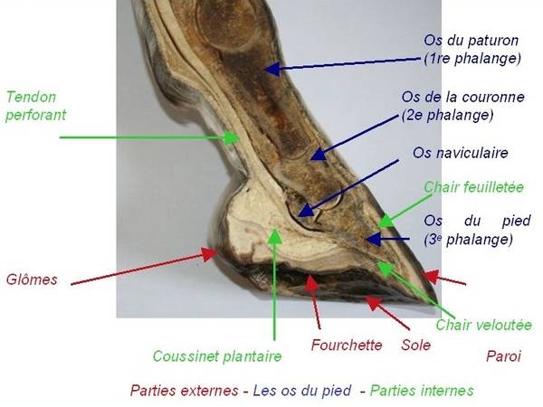 Anatomie complète du cheval 4eba6910