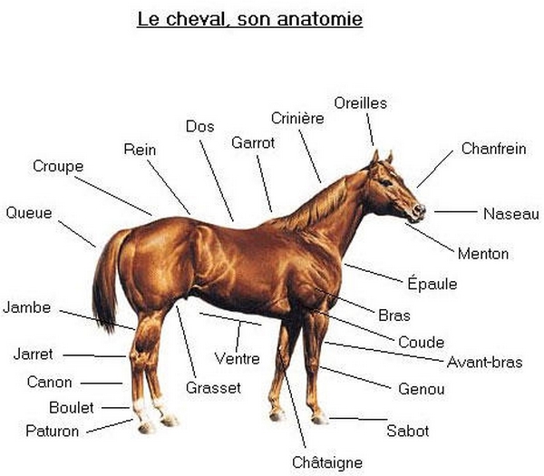 Anatomie complète du cheval Anatom10