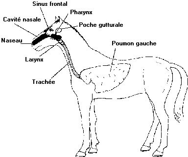 Le système cardiaque du cheval Anatom14