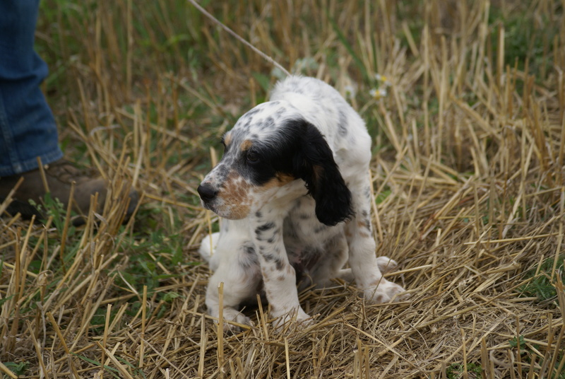 Fonzi a rencontré la Championne CS  Gamine de Portfilen _10