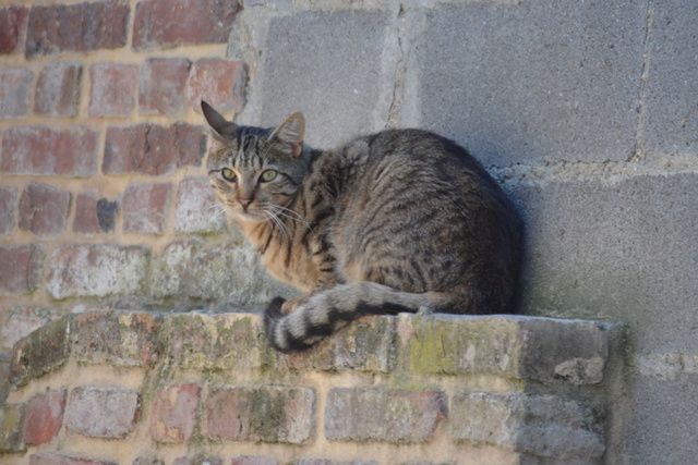 MARVIN - Tabby - Né 01/04/2016 - Recherche FA Dsc_0613