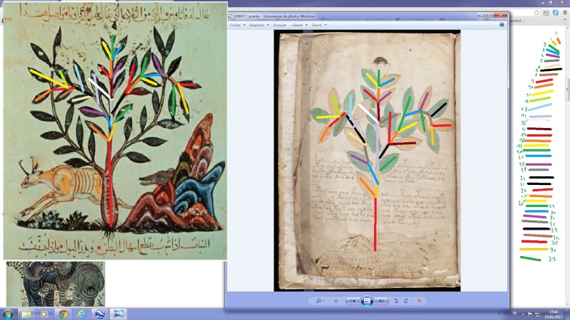 [Littérature - Mystère] La feuille Rosette du Manuscrit de Voynich - Page 3 Ww09911
