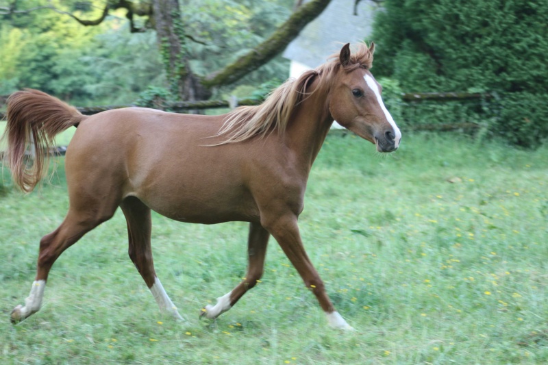TRES URGENT - Cause santé à vendre plusieurs chevaux - A SUPPRIMER Img_2510