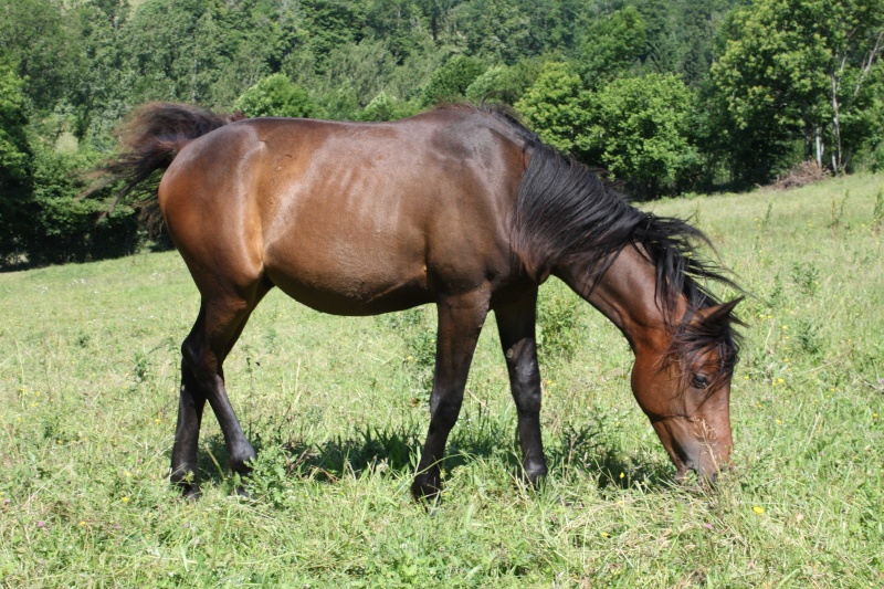 TRES URGENT - Cause santé à vendre plusieurs chevaux - A SUPPRIMER Img_3810