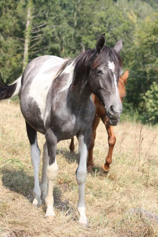 TRES URGENT - Cause santé à vendre plusieurs chevaux - A SUPPRIMER Img_4210