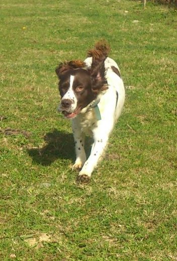 AVRIL - springer 8 ans - (4 ans de refuge) SPA65 à Azereix (65) Avril-10