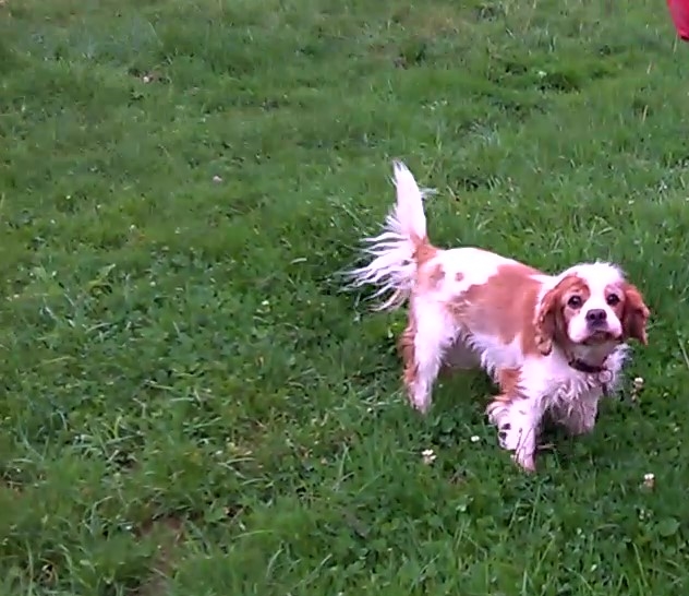 prosper - PROSPER - cavalier king charles 10 ans - Asso Rosalie Provence (83)... ADOPTÉ par Françoise (filleul de frimousse) - Page 3 Wp_20124