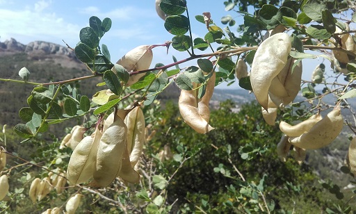 Colutea arborescens - baguenaudier 20170621