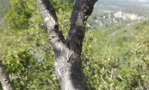 Colutea arborescens - baguenaudier 20170623