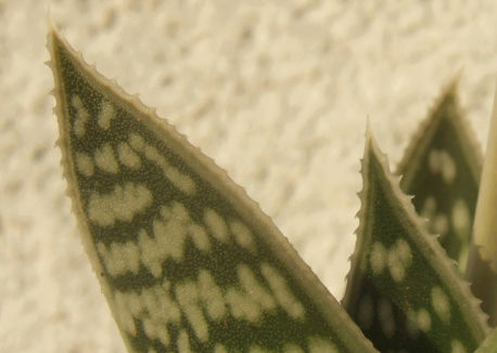 Aloe sladeniana Captur10
