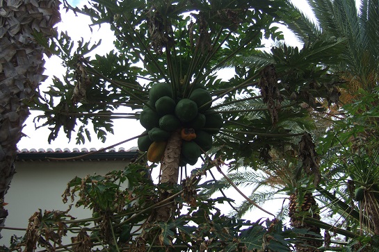 Carica papaya - papayer Dscf0719