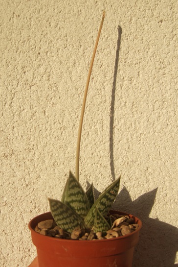 Aloe sladeniana Dscf1710