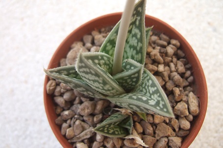 Aloe sladeniana Dscf1711