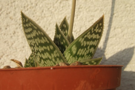 Aloe sladeniana Dscf1712