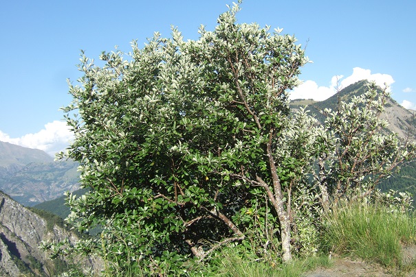 Sorbus aria - Aria edulis - alisier blanc Dscf1821