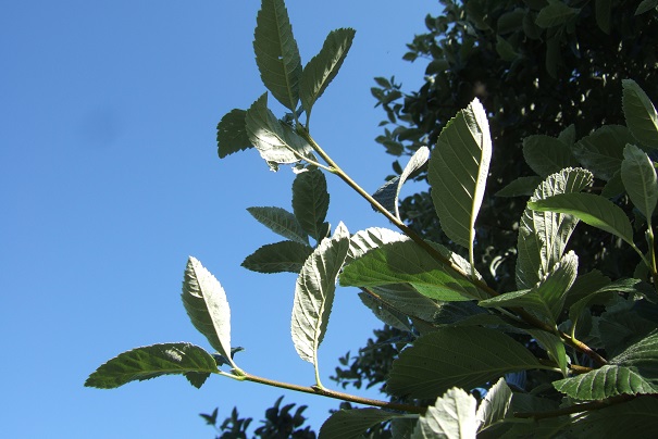 Sorbus aria - Aria edulis -  alisier blanc Dscf1823