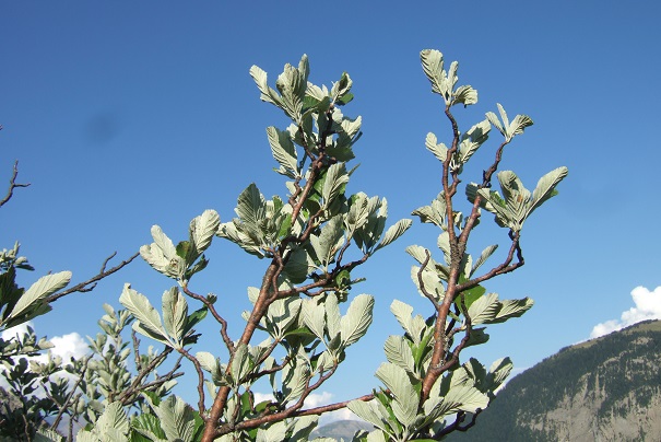 Sorbus aria - Aria edulis -  alisier blanc Dscf1824