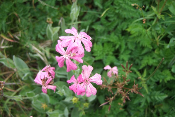 Silene flos-jovis (= Lychnis flos-jovis) - silène fleur de jupiter Dscf1918