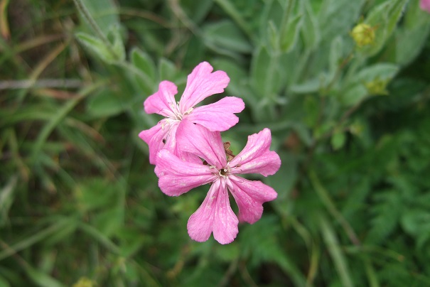 Silene flos-jovis (= Lychnis flos-jovis) - silène fleur de jupiter Dscf1919