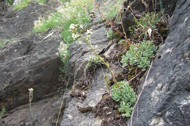 Saxifraga paniculata Dscf1925