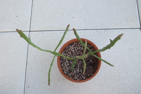 Euphorbia stenoclada subsp. ambatofinandranae Dscf2014