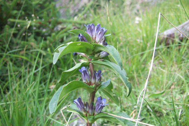 Gentiana cruciata - gentiane croisette Dscf2020