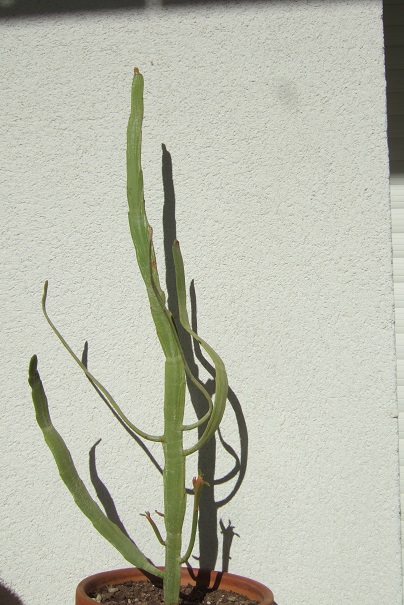 Euphorbia enterophora Dscf2032
