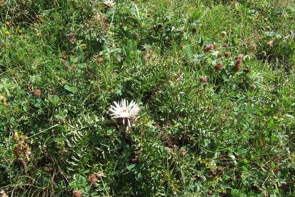 Carlina acaulis subsp. caulescens - carline acaule Dscf2113