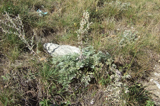 Artemisia absinthium Dscf2412