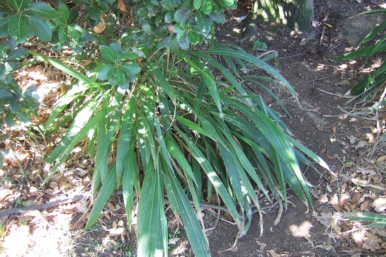 Setaria palmifolia - sétaire à feuilles de palmier Dscf2641