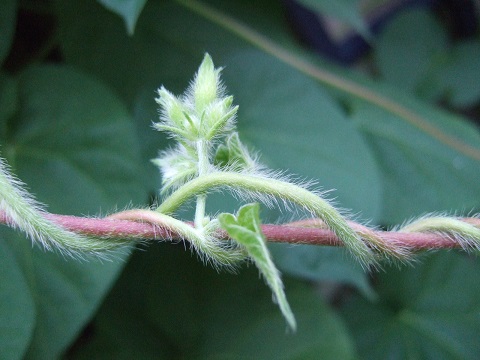 Concours "photos insolites naturelles dans votre jardin" - les votes Dscf6711